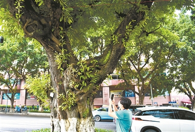 流花路這棵百年大葉榕 見證過(guò)69屆廣交會(huì)